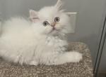 Casper - Himalayan Cat For Sale - NH, US