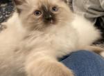 Seal mitted with a blaze Female TICA Registered - Ragdoll Cat For Sale - Morris, IL, US