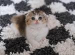 Bear - Munchkin Cat For Sale - Austin, TX, US