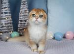 Gerald - Scottish Fold Kitten For Sale - Hollywood, FL, US