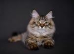 Ugo - Siberian Cat For Sale - Norwalk, CT, US