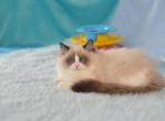 Gretta - Ragdoll Cat For Sale - Miami, FL, US