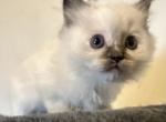 Ragdoll kittens ready now - Ragdoll Kitten For Sale - Jackson Township, NJ, US