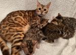 Leo and Luna Summer Litter - Bengal Kitten For Sale - Reading, PA, US
