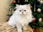 British longhaired kittens - British Shorthair Cat For Sale - Thornton, CO, US