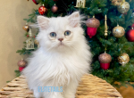 British longhaired kitten - British Shorthair Cat For Sale - Thornton, CO, US