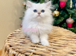 British long haired white kittens - British Shorthair Cat For Sale - Thornton, CO, US