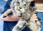 Pure Main Coon female Silver Turtle - Maine Coon Cat For Sale - FL, US