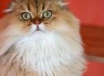 Peanut - Scottish Fold Cat For Sale - Levittown, PA, US