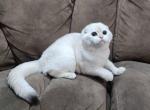 Snowflake's litter - Scottish Fold Cat For Sale - Nicholasville, KY, US