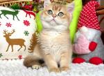 Molly - British Shorthair Cat For Sale - Brooklyn, NY, US