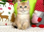 Janna - British Shorthair Cat For Sale - Brooklyn, NY, US