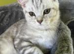 Kevin - Scottish Straight Kitten For Sale - Miami, FL, US