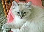 Rosie the mitted seal lynx - Ragdoll Cat For Sale - Winchester, VA, US