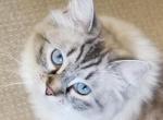 Saint Nicolai & Whisper's Holiday Kittens - Ragdoll Cat For Sale - Winchester, VA, US