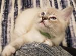 Clover the mitted seal lynx - Ragdoll Cat For Sale - Winchester, VA, US