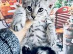 Silver - Savannah Cat For Sale - FL, US