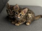 New litter - Bengal Kitten For Sale - Newark, NJ, US