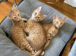 Piri - Exotic Kitten For Sale - 