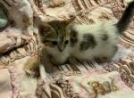 Bitsy - Munchkin Kitten For Sale - FL, US