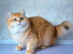 Hilary - British Shorthair Cat For Sale - NY, US