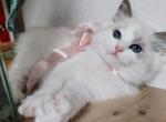 Candy Blue bi Color cutie - Ragdoll Cat For Sale - New York, NY, US