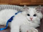 Berry - Ragdoll Kitten For Sale - New York, NY, US
