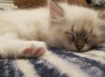 Cookie the mitted seal lynx - Ragdoll Cat For Sale - Winchester, VA, US