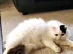 Oskar - Scottish Straight Cat For Sale - Bonney Lake, WA, US