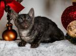 Little PIERRE smoke Savannah male kitten - Savannah Kitten For Sale - NY, US