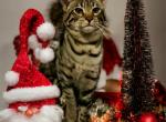 BLACK COLLAR Female Savannah kitten - Savannah Cat For Sale - NY, US