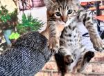 Seleste - Savannah Kitten For Sale - FL, US