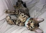 Stellas Boy   BLUE - Bengal Kitten For Sale - AR, US