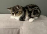 Mia - Exotic Cat For Sale - Vancouver, WA, US