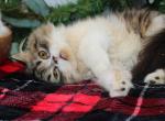 Brown black tabby Straight Fold longhair boy - Scottish Straight Kitten For Sale - Spokane, WA, US