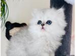 Cutest kittens - Persian Kitten For Sale - Discovery Bay, CA, US