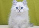 Oskar - Siberian Kitten For Sale - Houston, TX, US