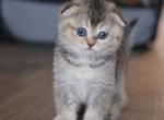 Gabby - Scottish Fold Cat For Sale - Austin, TX, US