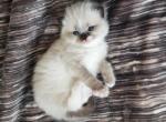 Stormy - Ragdoll Cat For Sale - Las Vegas, NV, US