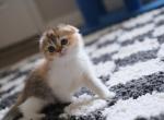 Min - Scottish Fold Cat For Sale - Austin, TX, US