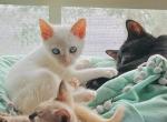 Flame pointe Siamese kitten Maverick - Siamese Kitten For Sale - Kissimmee, FL, US