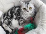 Tomy - British Shorthair Cat For Sale - 