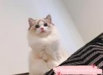 Molly - Ragdoll Kitten For Sale - Ontario, CA, US