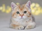 Guffi - British Shorthair Cat For Sale - Houston, TX, US