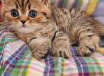 Prince Charming - British Shorthair Kitten For Sale - MI, US