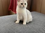 Romeo - Scottish Straight Cat For Sale - Nashville, TN, US