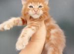 Apricot - Maine Coon Kitten For Sale - Hollywood, FL, US