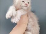 Casper - Maine Coon Kitten For Sale - Hollywood, FL, US