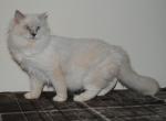 Emerson - Ragdoll Cat For Sale - Shippensburg, PA, US