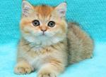 John - British Shorthair Cat For Sale - Los Angeles, CA, US